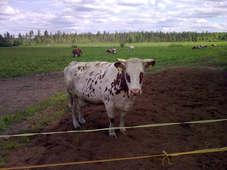 Mistä suomalaisen ruuan hinta muodostuu?